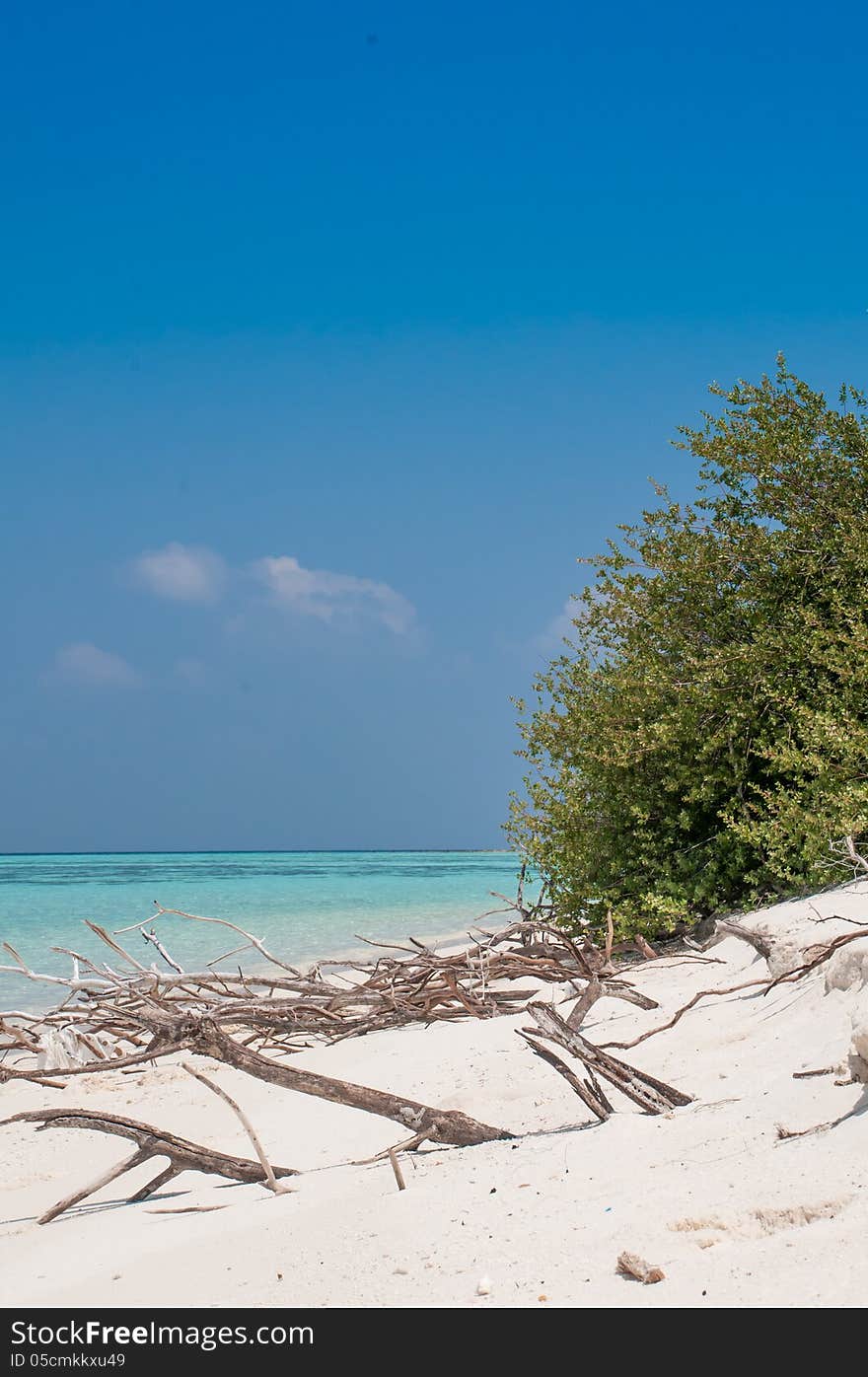 Dry tree at Beach