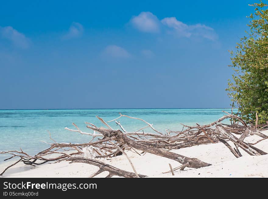 A beautiful dry tree near island Beach. A beautiful dry tree near island Beach