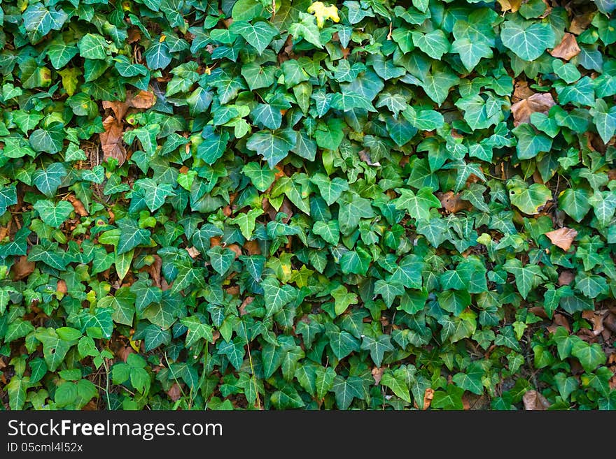 Stone wall covered with leaves