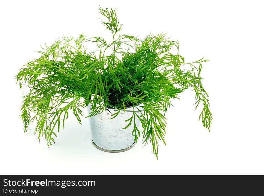 Dill in Tin Bucket