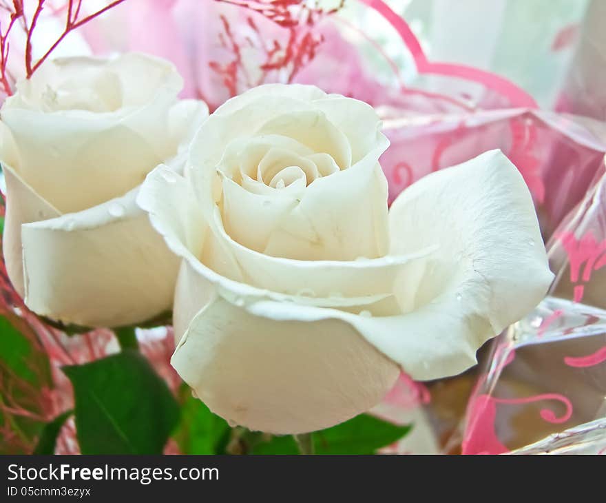 Bouquet Of White Roses Closeup