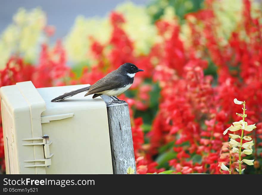 Small bird in the flower field. Small bird in the flower field