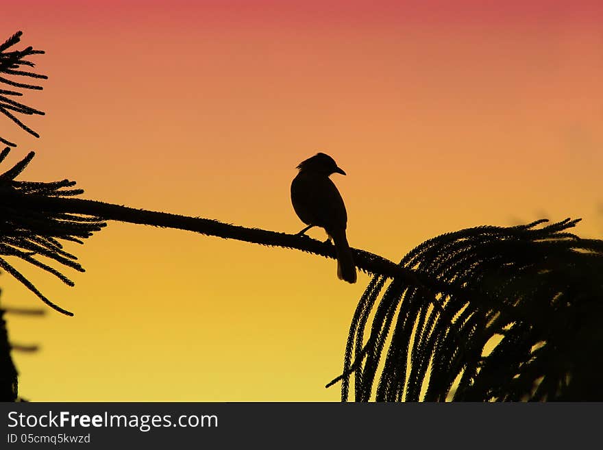 Shadow of bird see on the moon light