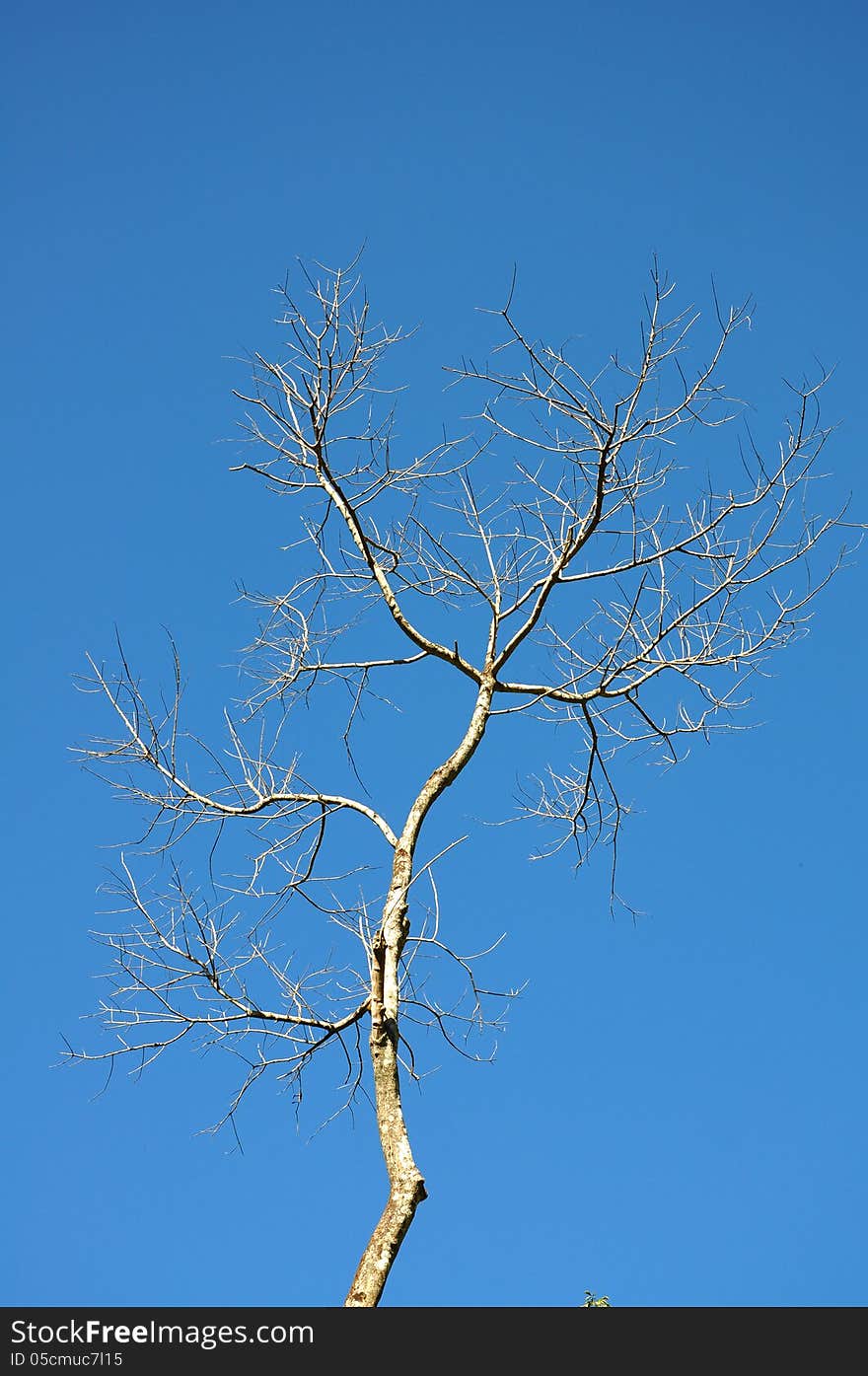 Dry Branch Of Tree