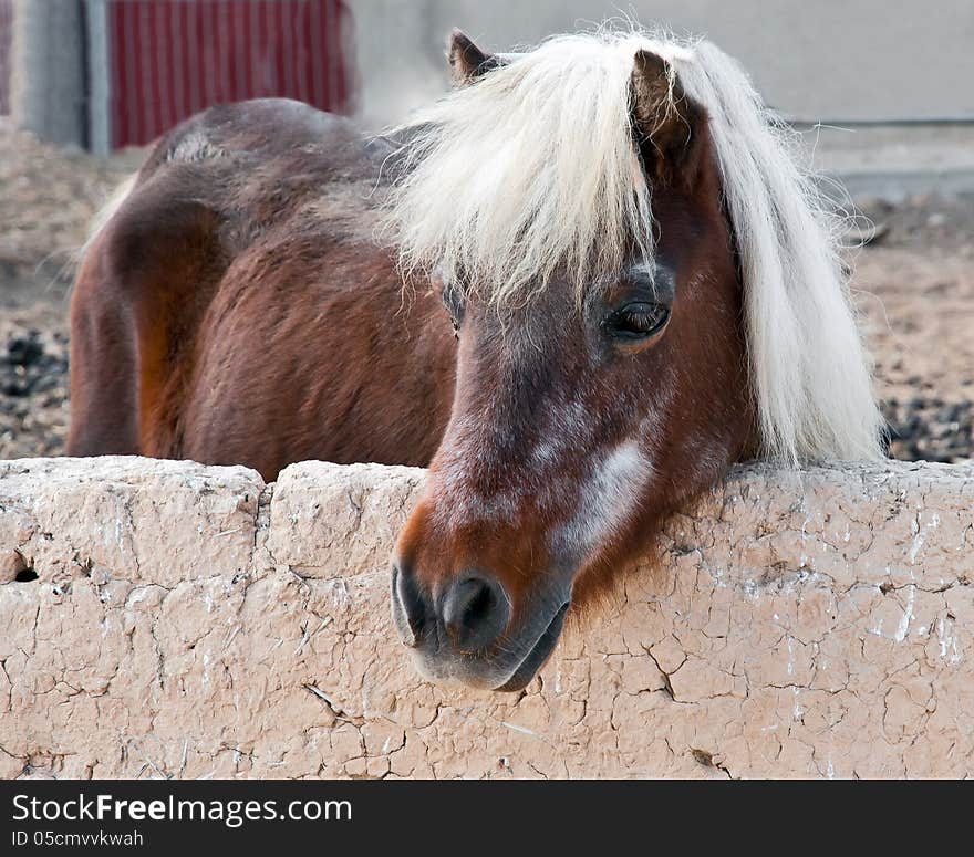 Horse in the paddock at the farm.