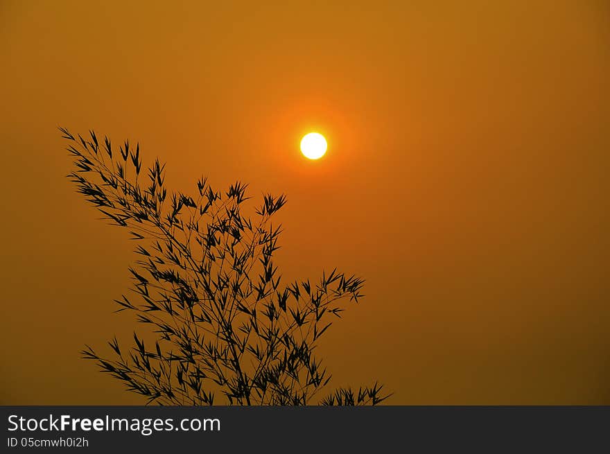 Tree brunch on unfocused sun background. Tree brunch on unfocused sun background