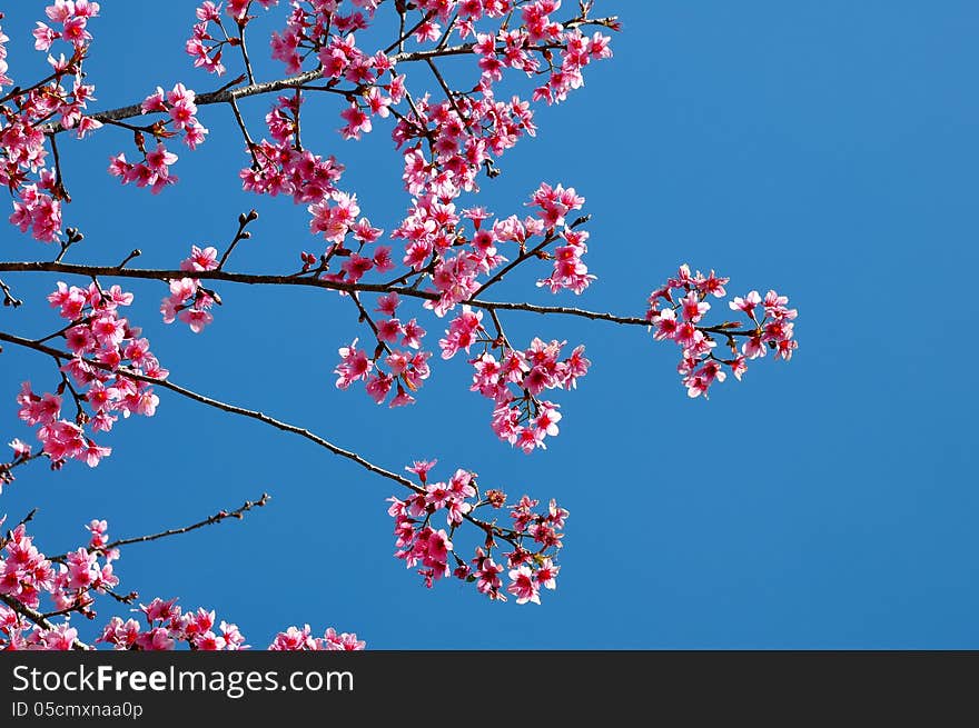 Thai sakura blooming during winter 2