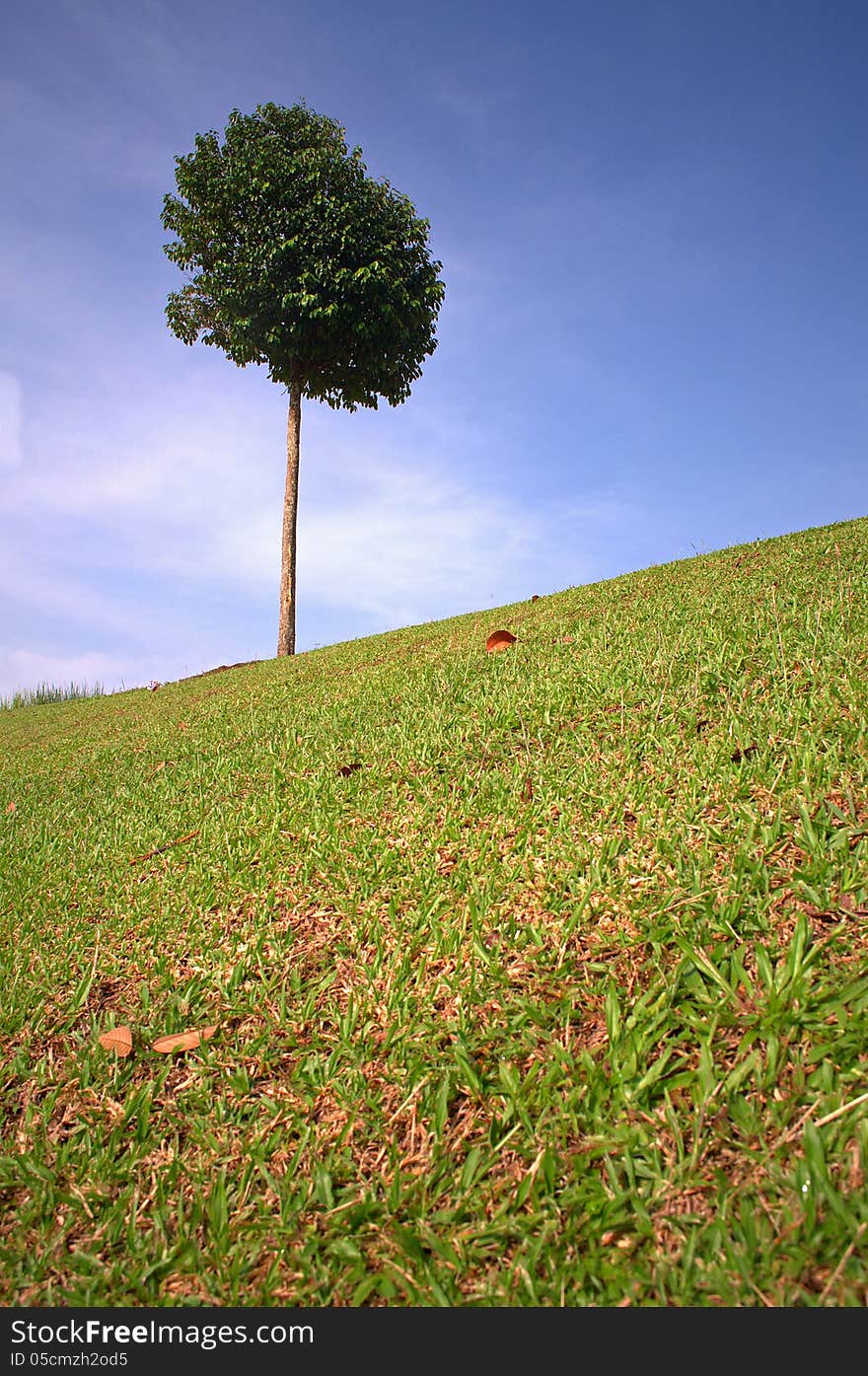 A lonely tree on hill