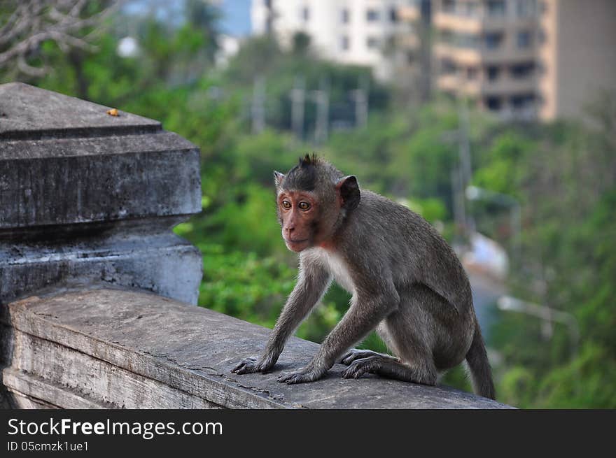 Thai monkey in chonburi mountain , Thailand