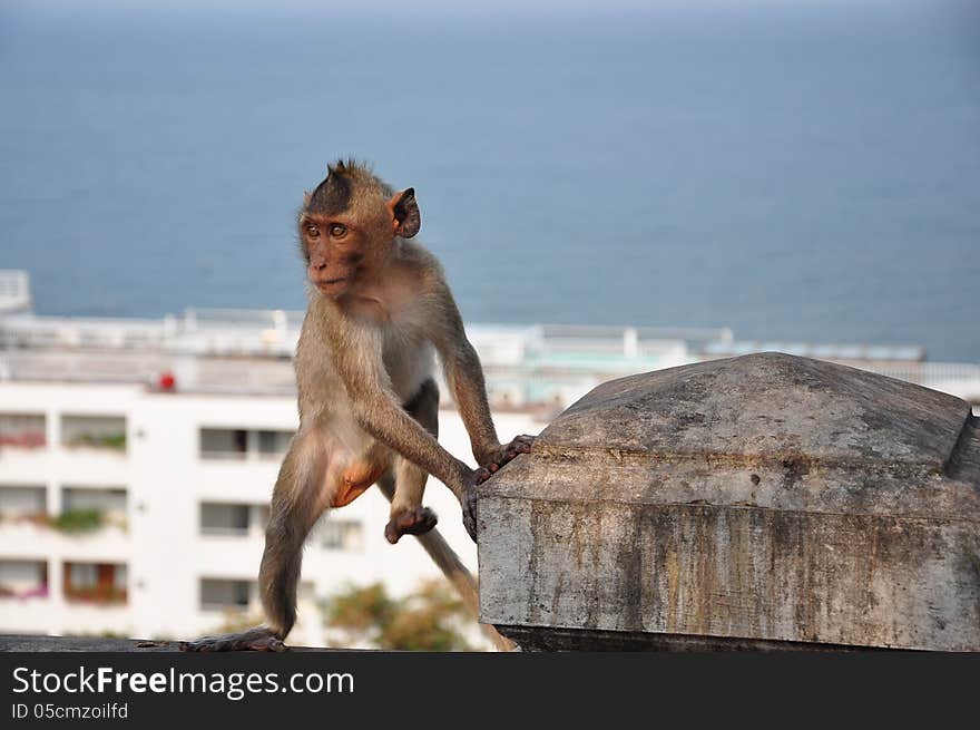 Thai monkey in chonburi mountain , Thailand