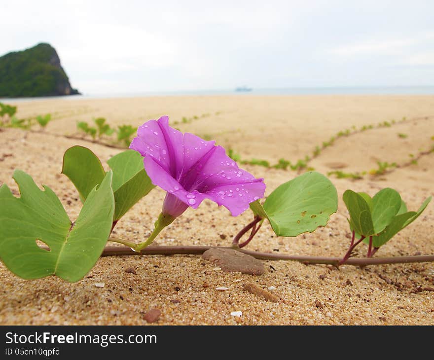 Pink Flower Sand on the beach