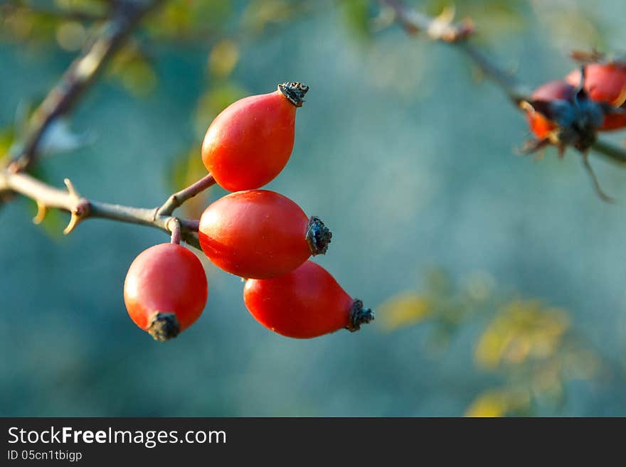 Red Fall berries small shrub. Red Fall berries small shrub