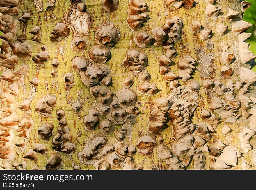 Texture of the prickle tree trunk