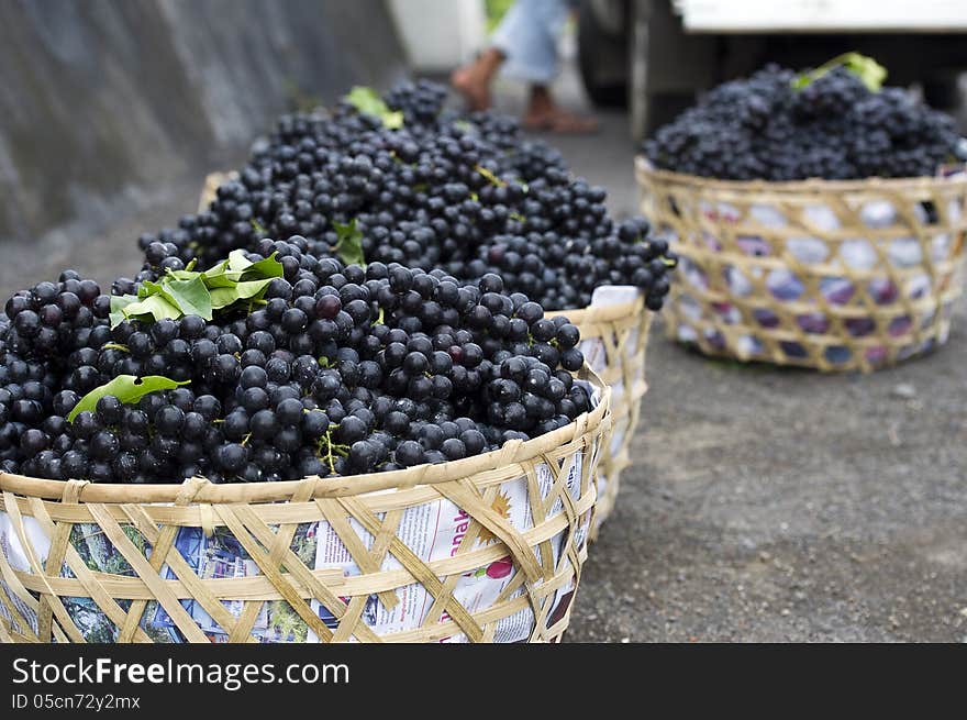 Grapes in baskets collected for wine making.