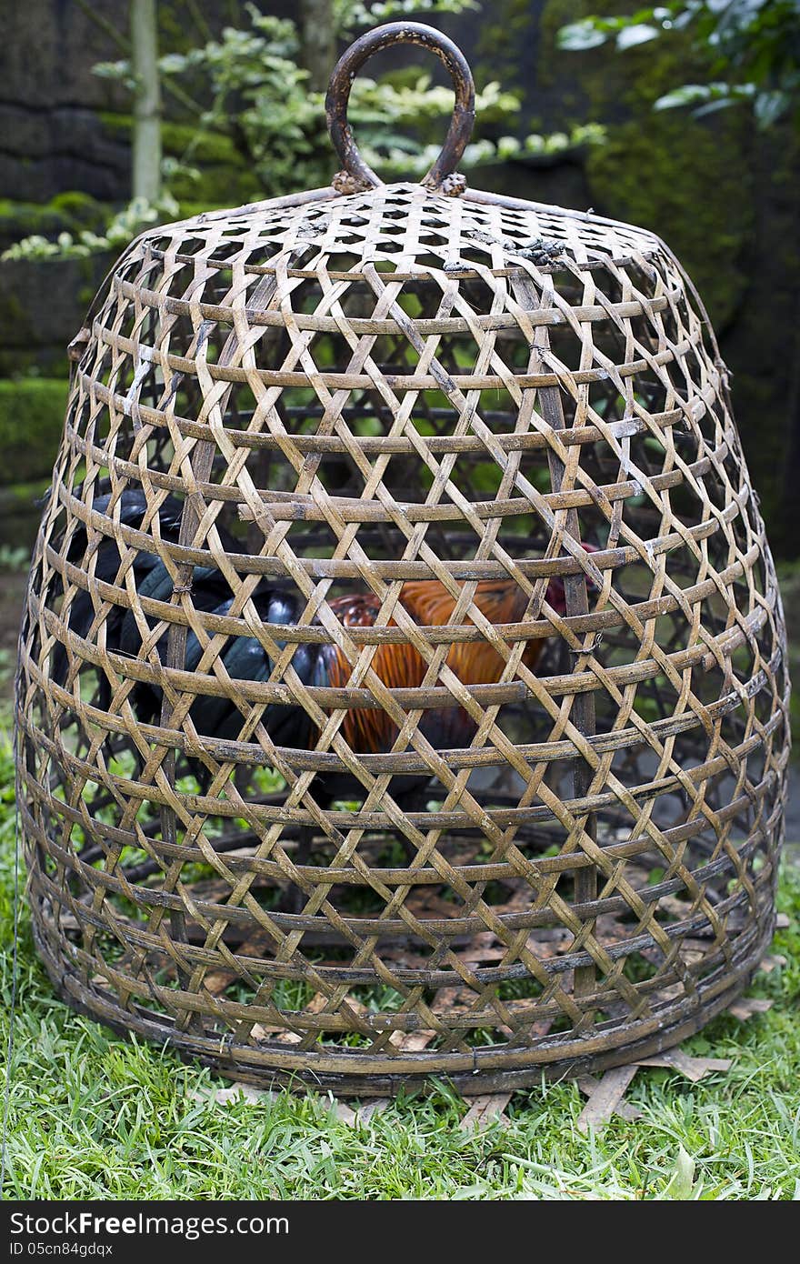 Rooster in traditional cockfighting cage on island of Bali, Indonesia. Rooster in traditional cockfighting cage on island of Bali, Indonesia.