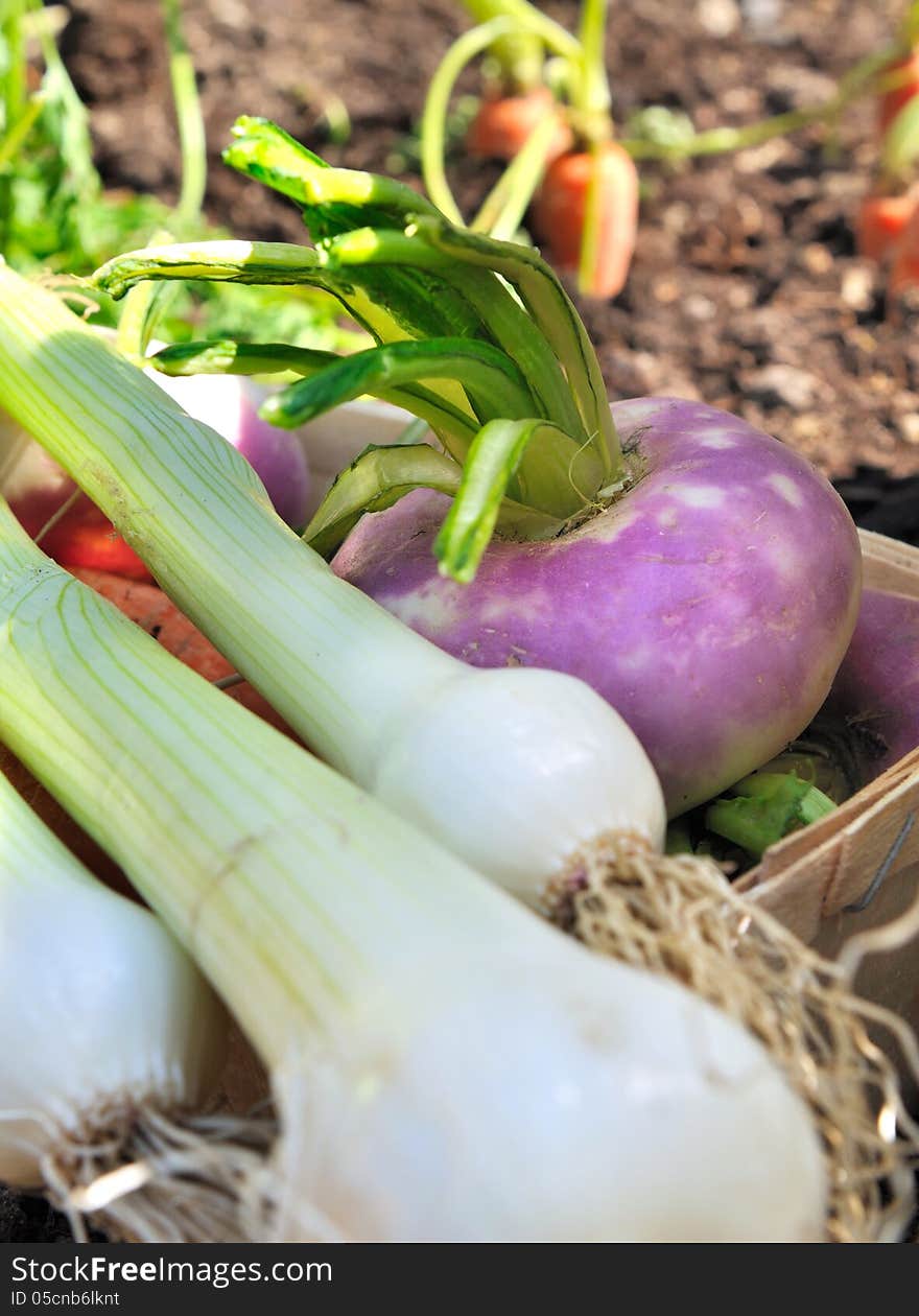 Fresh Garden Vegetables