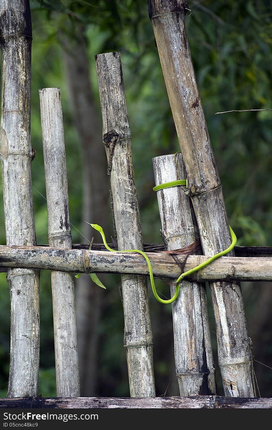 Green snake on fence