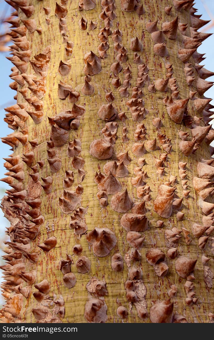 Texture of the prickle tree trunk