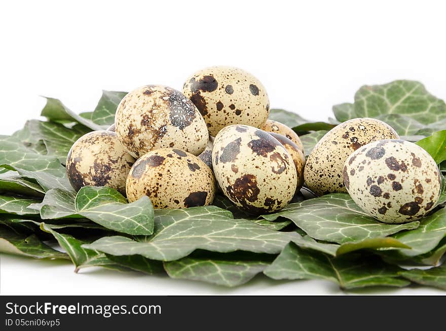 Nest Of Quail Eggs And Green Leaves On A White Background