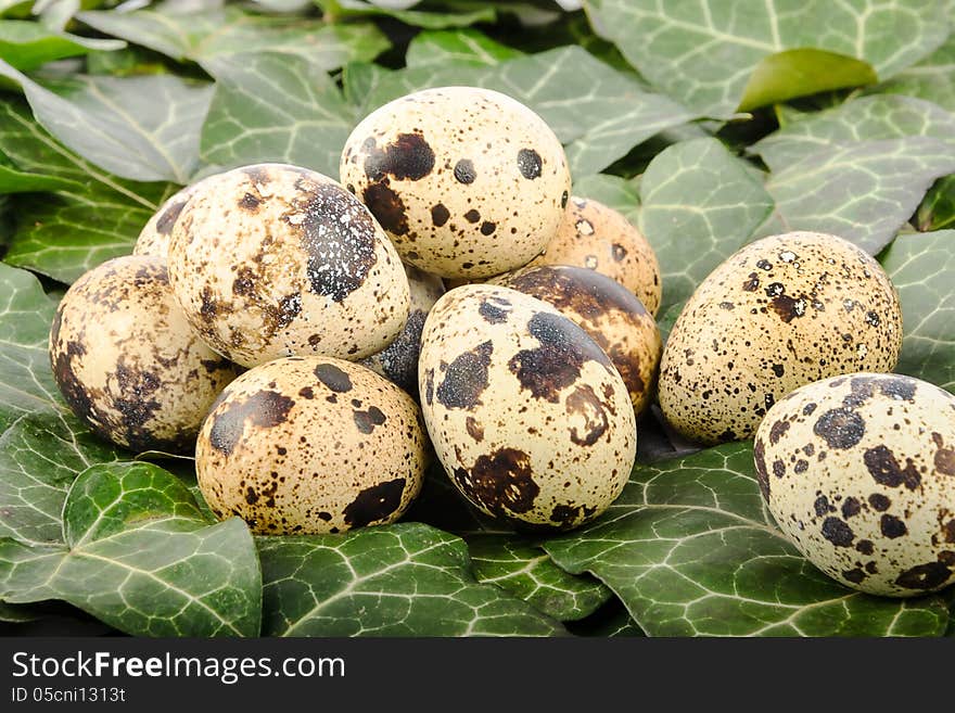 Nest of quail eggs on a background of green leaves