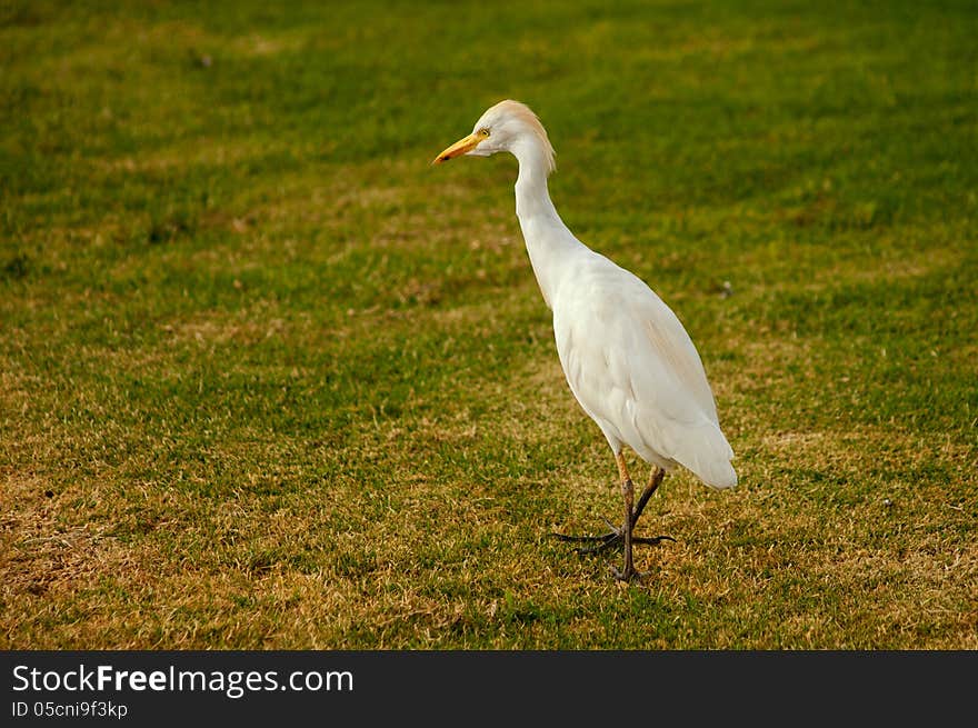 Andea walking in the grass