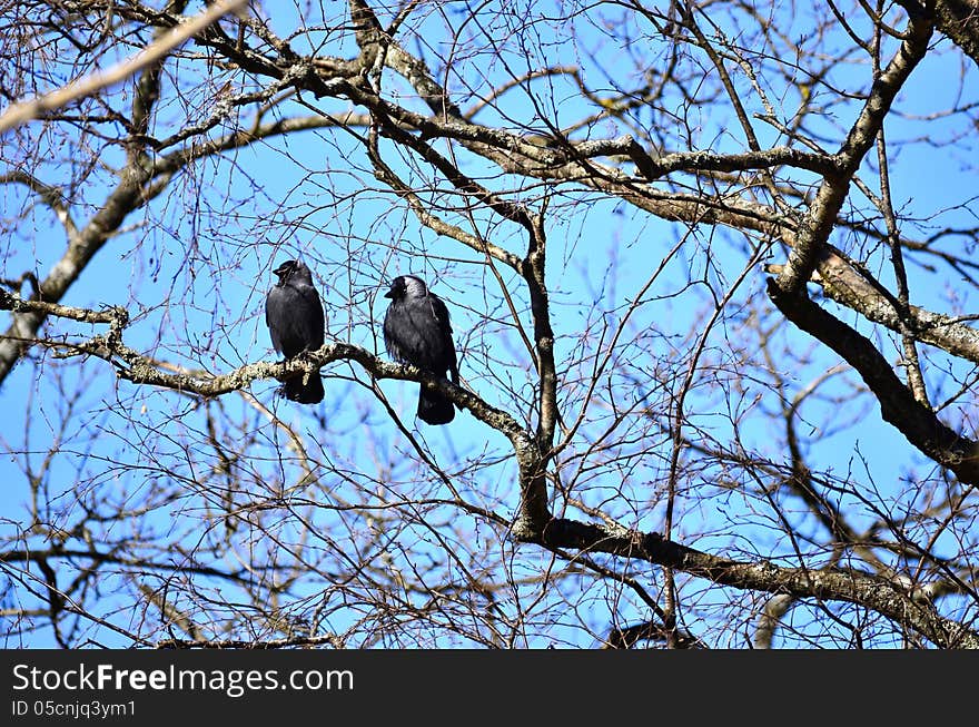 Jackdaws (Coloeus Monedula) Sitting on Tree Branch. Jackdaws (Coloeus Monedula) Sitting on Tree Branch