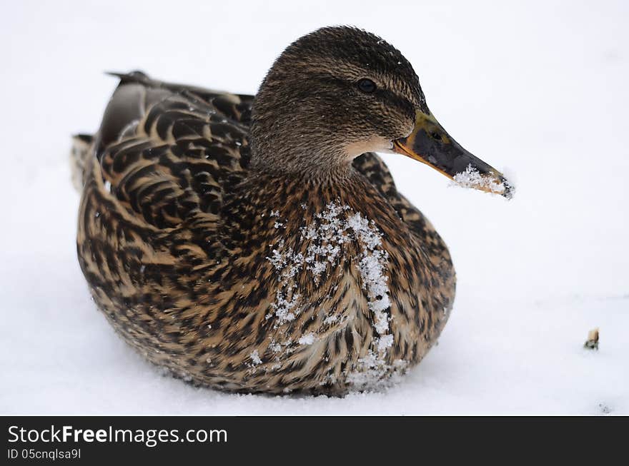 Mallards Scouts on the snow. Mallards Scouts on the snow