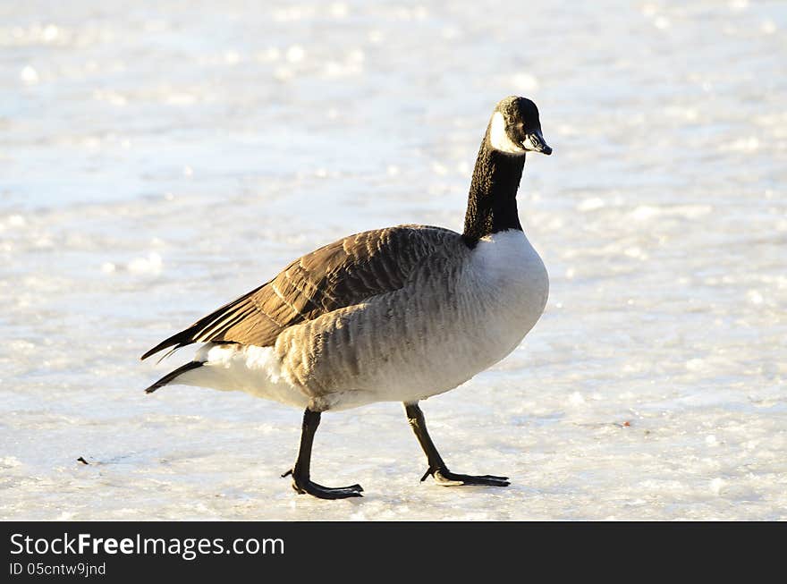 Canada Goose