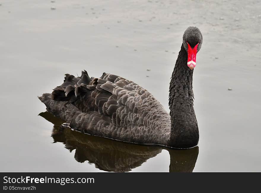 Black swan