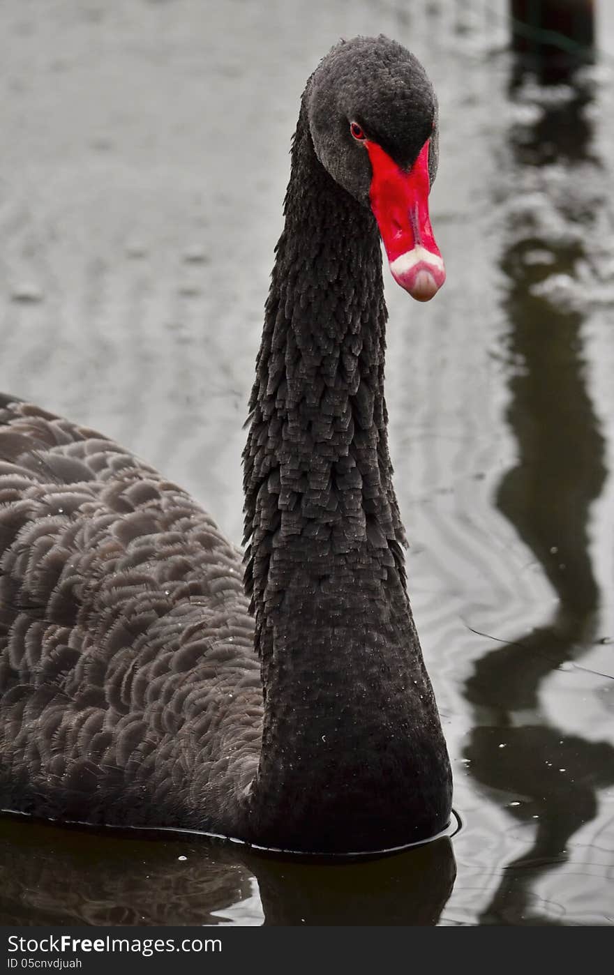 Black swan