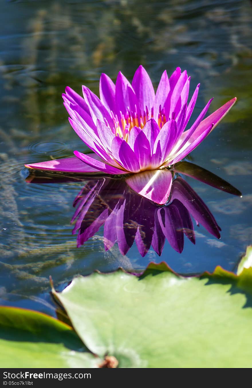 Pink Water Lily in the lake