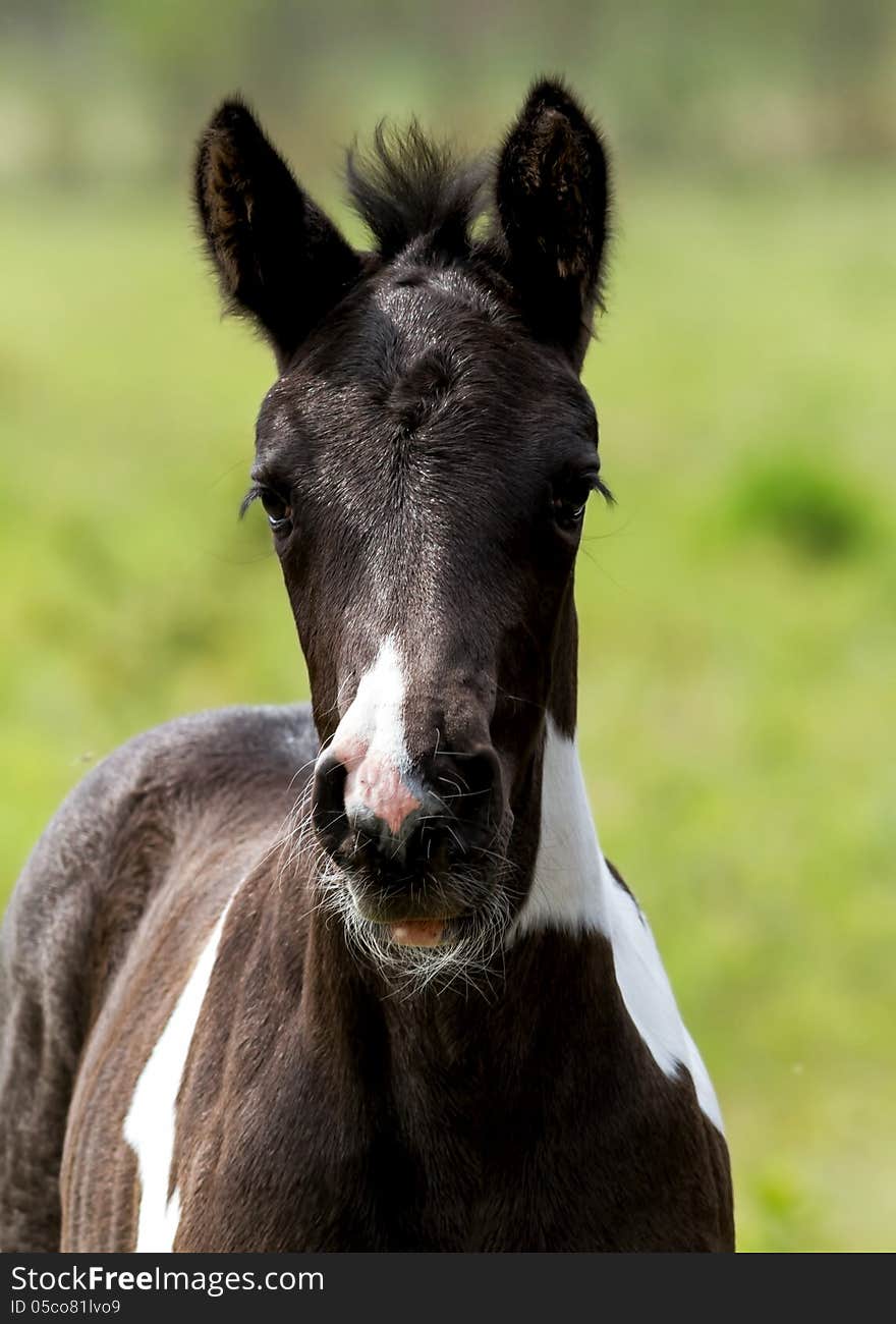 Young foal in the green field