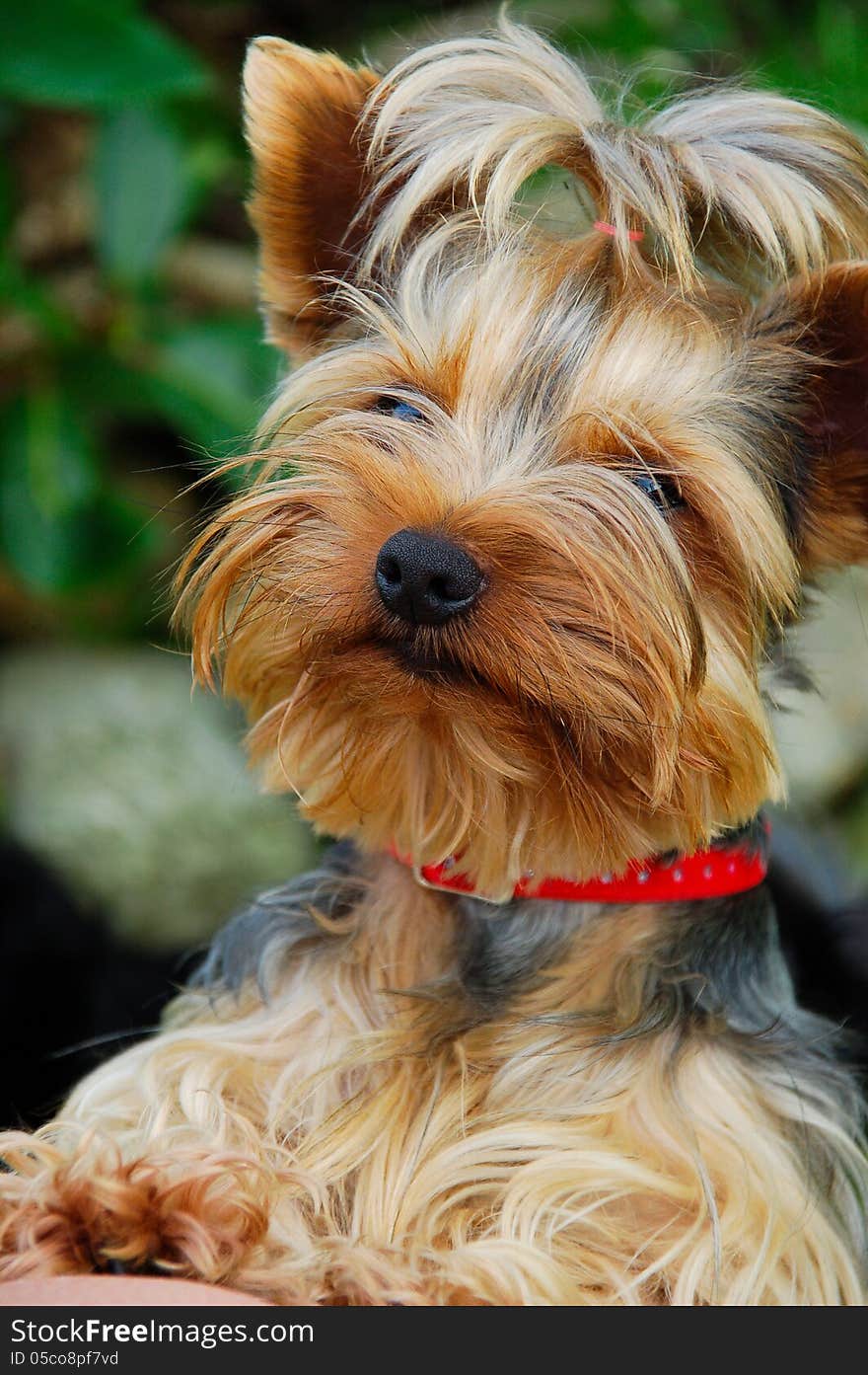 Yorkshire terrier looking at me