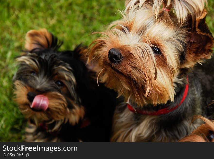 Yorkshire terrier looking at me