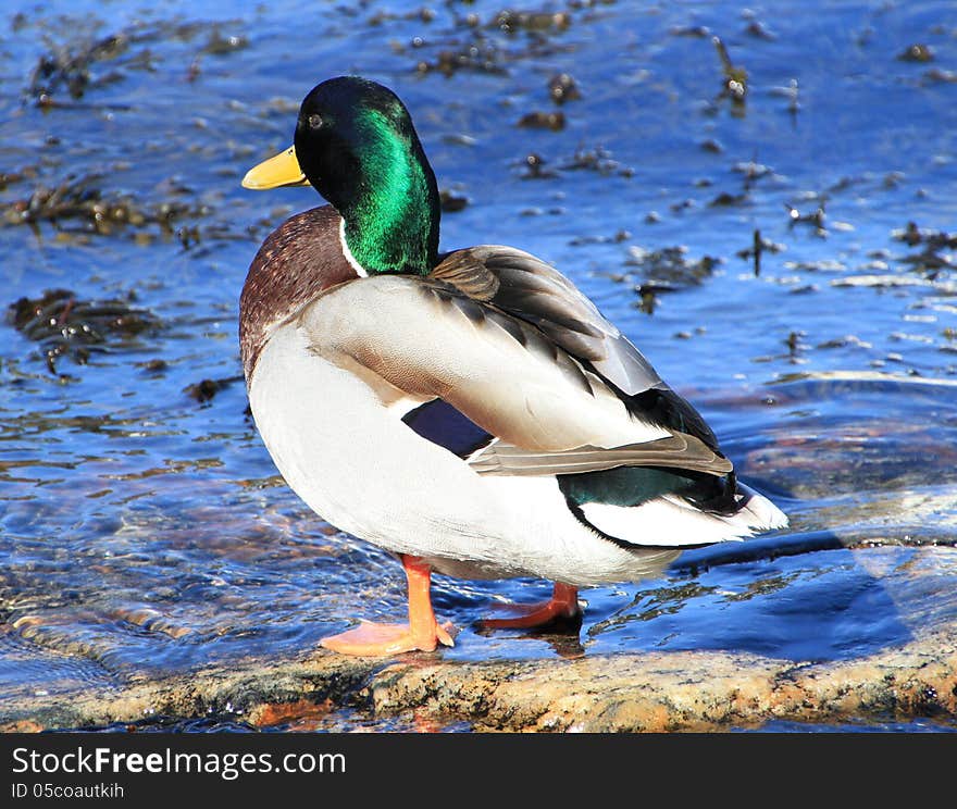 This male duck (and his female partner) was relaxing in the sea and on the rocks in southern Norway in the beginning of April 2013