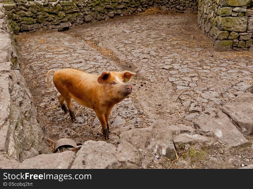 Pig looking to the camera in pigsty, piggery