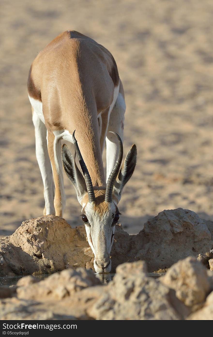 Springbok drinking from waterhole in Kgalagadi South Africa