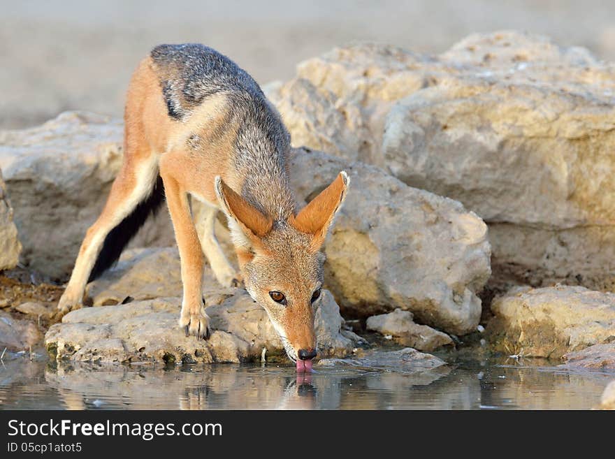 Jackal drinking with reflection at waterhole in Kgalagadi South Africa