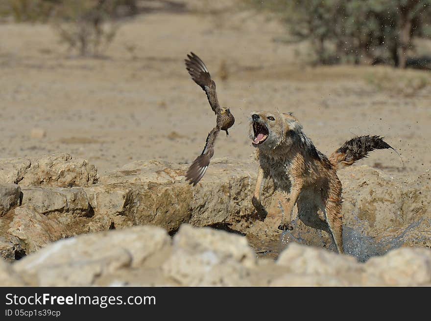 Jackal chasing sand grouse