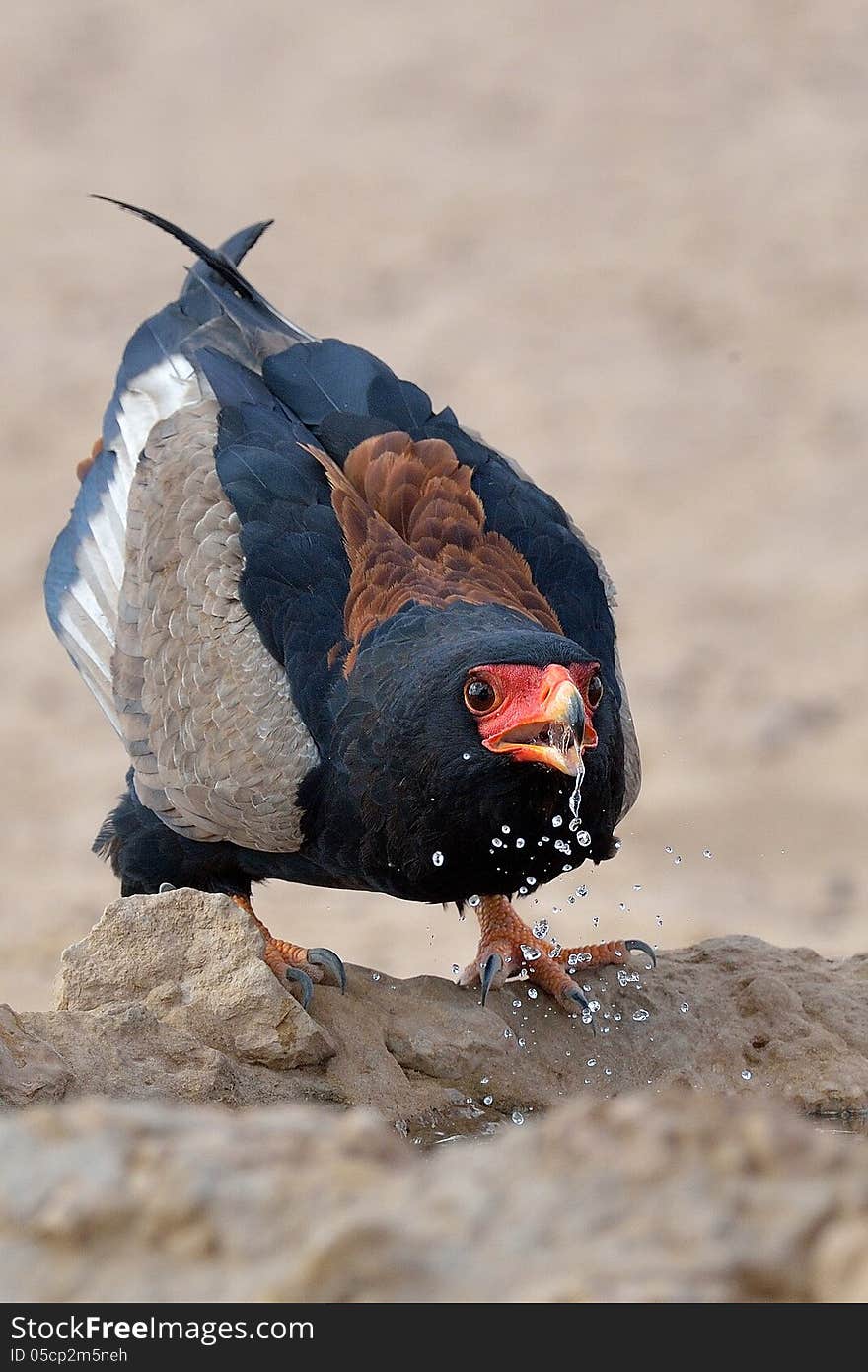 Bateleur drinking at waterhole in Kgalagadi. Bateleur drinking at waterhole in Kgalagadi