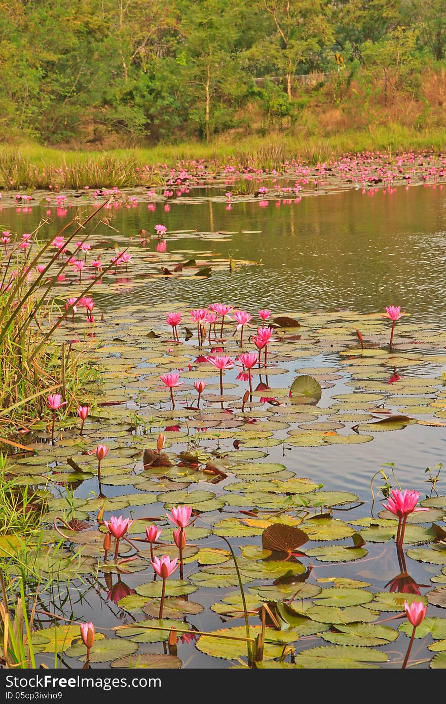 Pink lotus