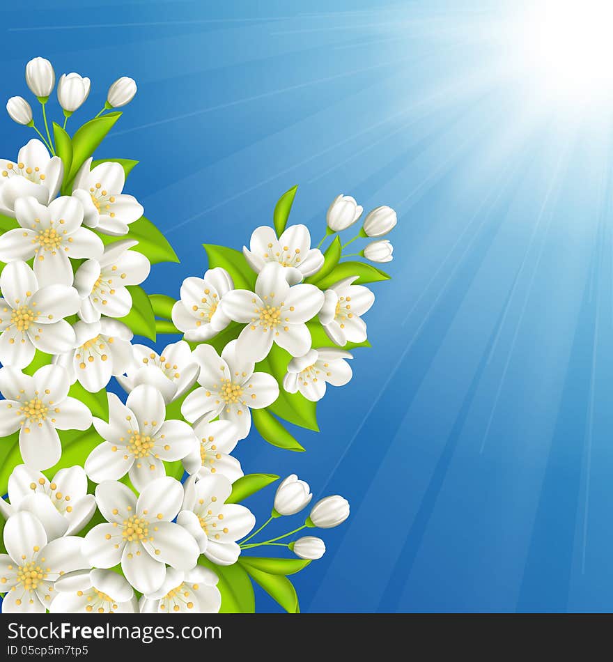 Vector illustration with blossoming cherry