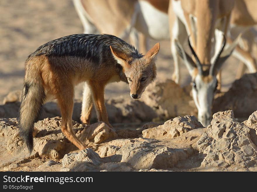 Jackal and springbok at waterhole in Kgalagadi South Africa. Jackal and springbok at waterhole in Kgalagadi South Africa