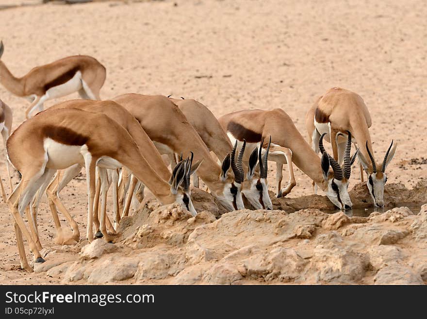 Springbok group drinking at waterhole in Kgalagadi South Africa. Springbok group drinking at waterhole in Kgalagadi South Africa