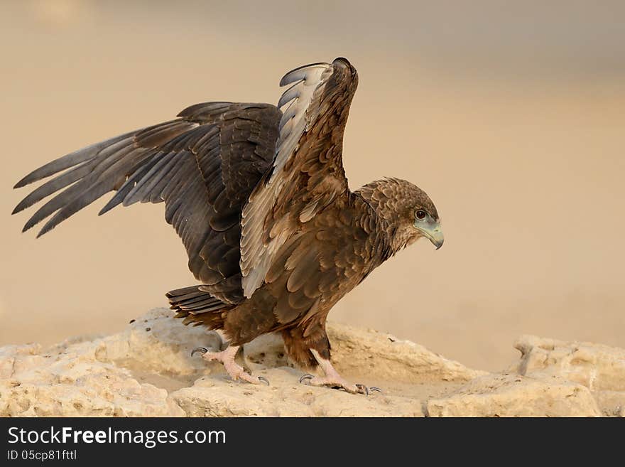 Juvenile Bateleur landing at waterhole in Kgalagadi with spread wings. Juvenile Bateleur landing at waterhole in Kgalagadi with spread wings