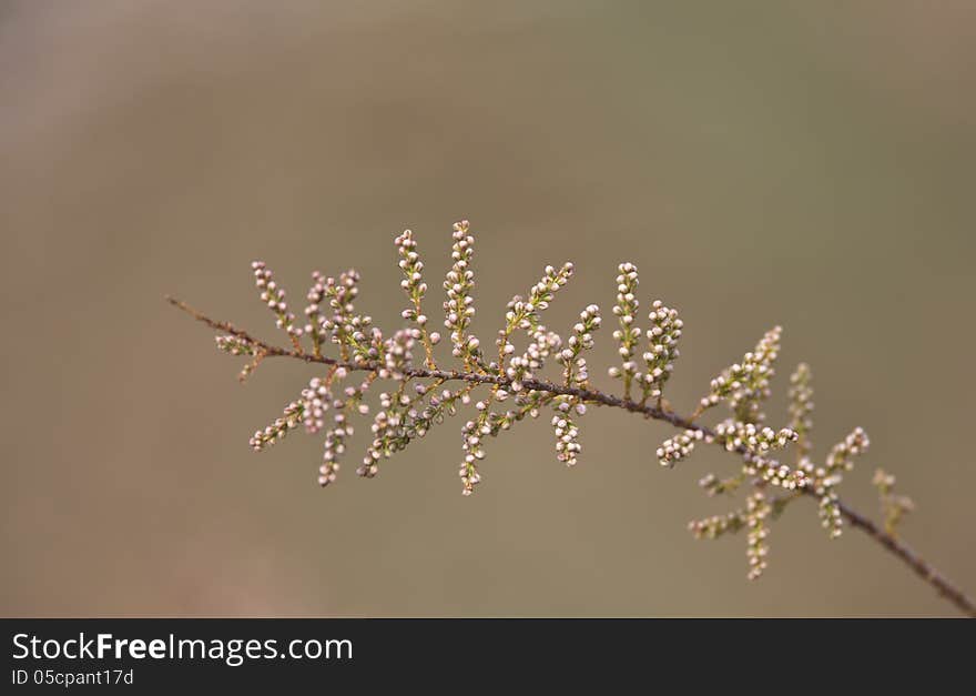 Shrubbery