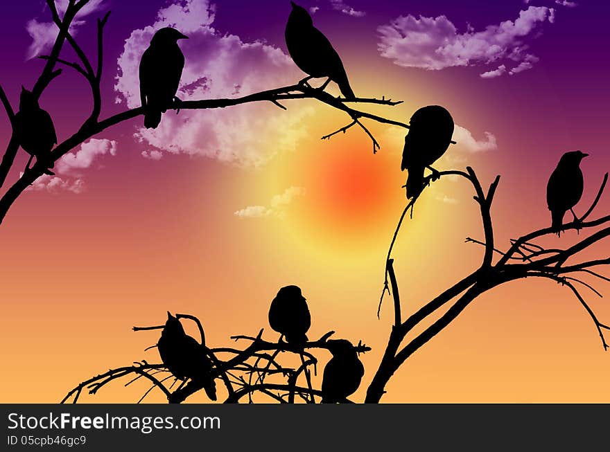 Birds silhouette sitting on a branch at sunset