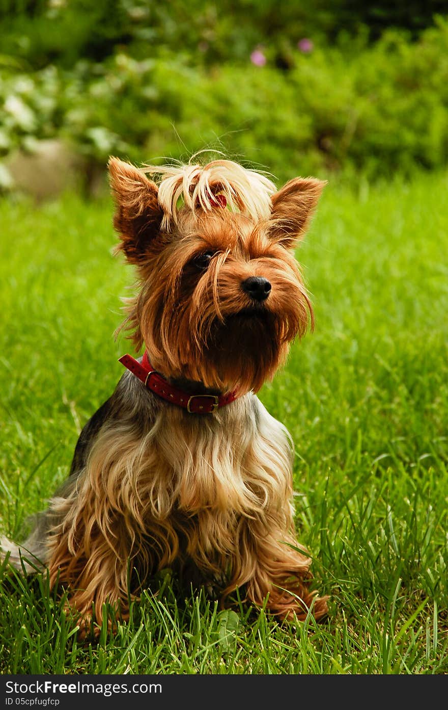 Yorkshire terrier sitting on the grass