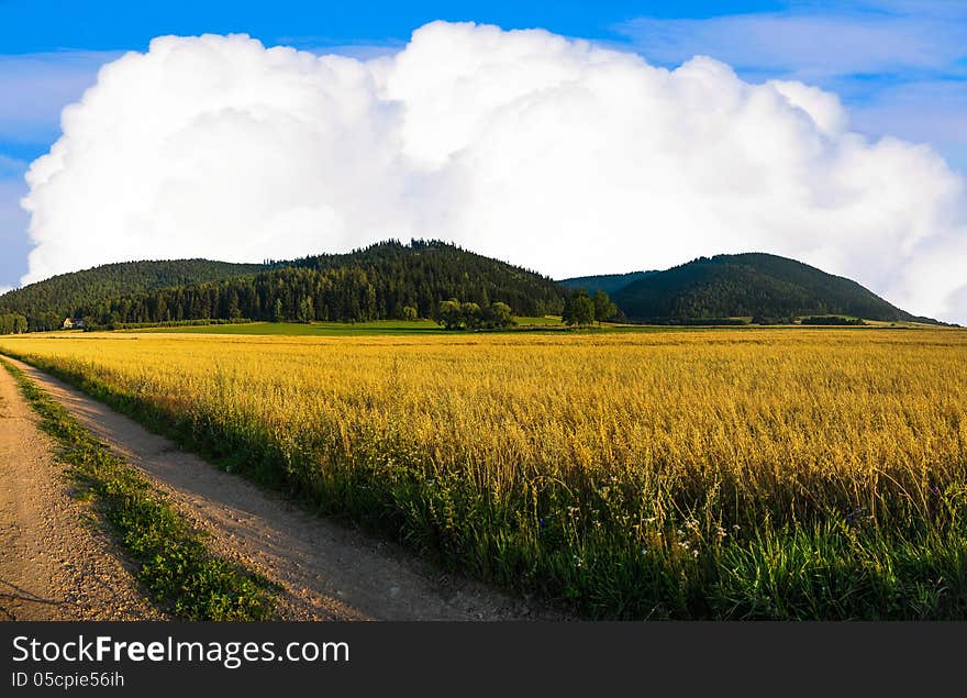 Grain field on a sunny day. Grain field on a sunny day.