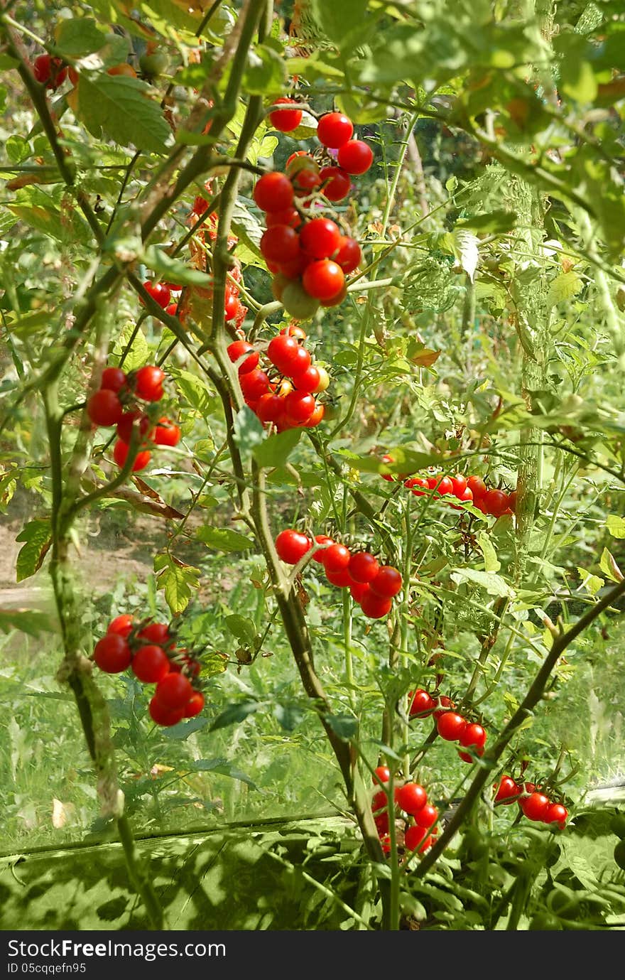 Growing Tomatos